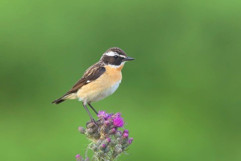 Whinchat (Saxicola rubetra)