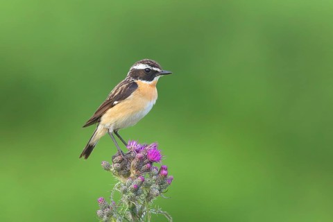 Whinchat (Saxicola rubetra)