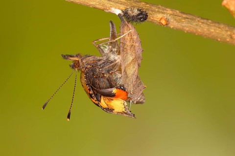 Small tortoiseshell (Aglais urticae)