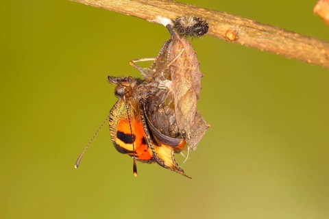 Small tortoiseshell (Aglais urticae)