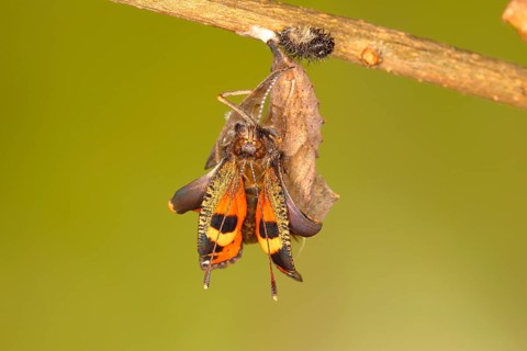 Small tortoiseshell (Aglais urticae)