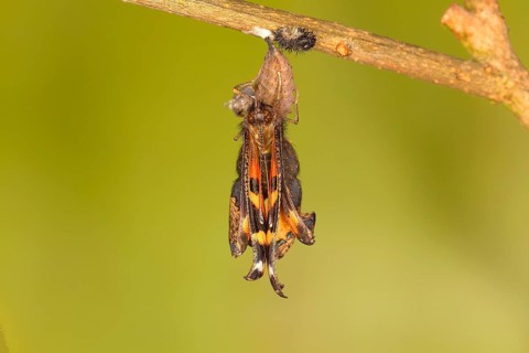 Small tortoiseshell (Aglais urticae)