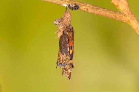 Small tortoiseshell (Aglais urticae)