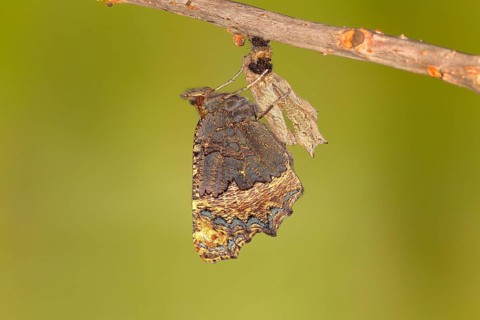 Freshly hatched butterfly