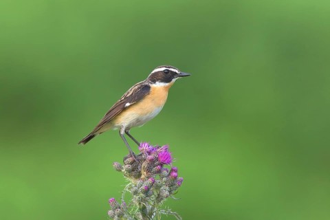 Whinchat (Saxicola rubetra)