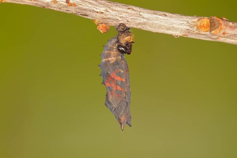 Small tortoiseshell (Aglais urticae)