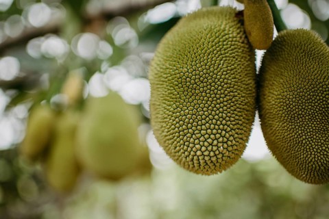 Jackfruit tree (Artocarpus heterophyllus)