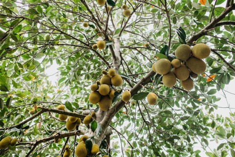 Jackfruit tree (Artocarpus heterophyllus)