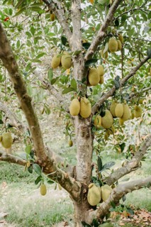 Jackfruit tree (Artocarpus heterophyllus)