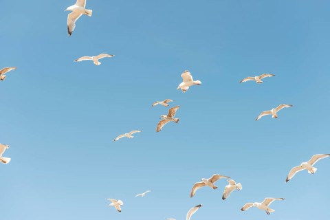 Black-headed gulls (Chroicocephalus ridibundus) and European herring gulls (Larus argentatus) in flight against blue sky