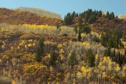 Colorful aspen pines against deep blue sky