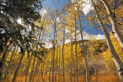 Colorful aspen pines against deep blue sky