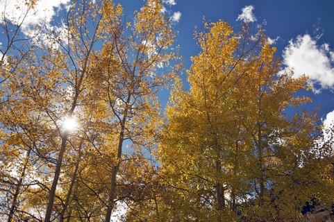 Colorful aspen pines against deep blue sky