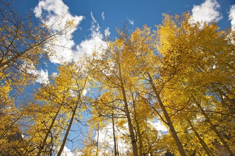 Colorful aspen pines against deep blue sky