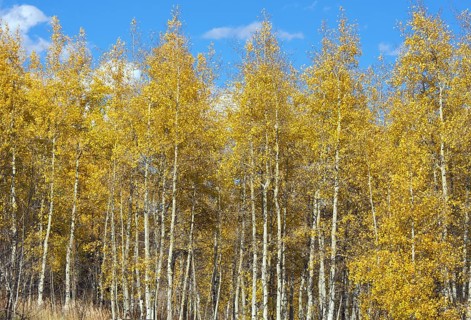 Colorful aspen pines against deep blue sky