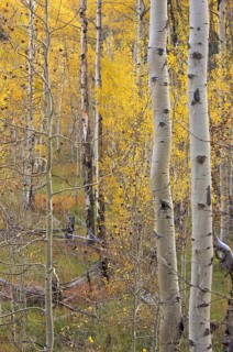 Aspen pines changing color before winter