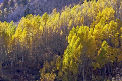 Aspen pines changing color against the mountain side