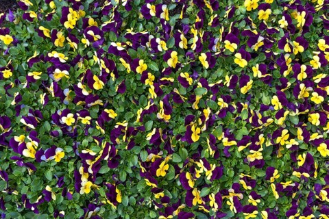 Flowering pansies (Viola)