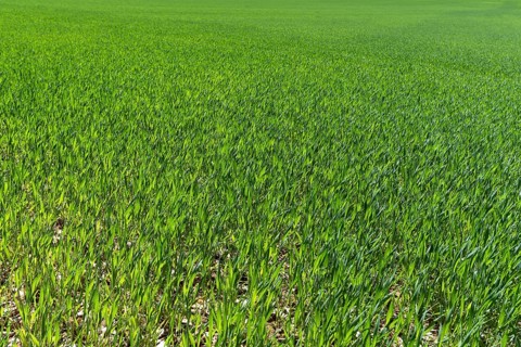 Young germinating wheat (Triticum aestivum) field