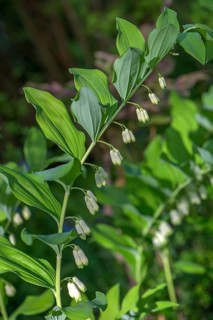 Solomon's seal (Polygonatum multiflorum)