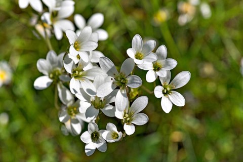 Blossoms of the nodule saxifrage (Saxifraga granulata)