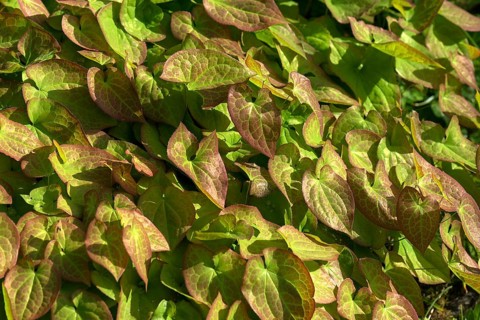Leaves of a fairy flower (Epimedium)