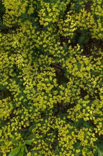 Cypress spurge (Euphorbia cyparissias)