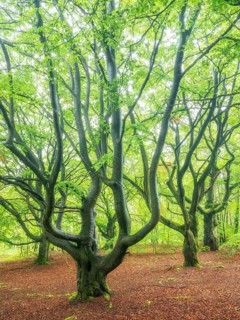 Ancient beech forest in spring