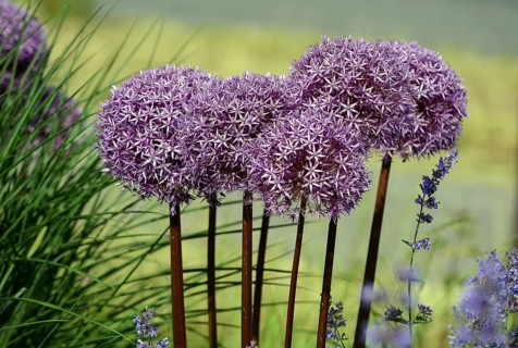 Purple ornamental leek (Allium) and catmint (Lamiaceae) Germany