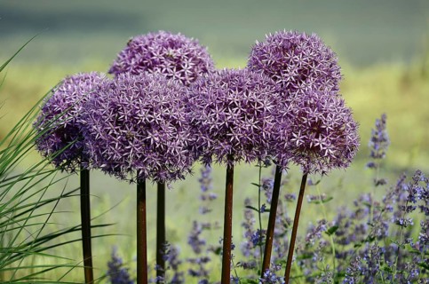Purple ornamental leek (Allium) and catmint (Lamiaceae) Germany