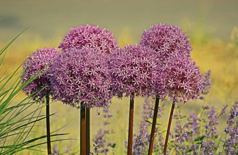 Purple ornamental leek (Allium) and catmint (Lamiaceae) Germany