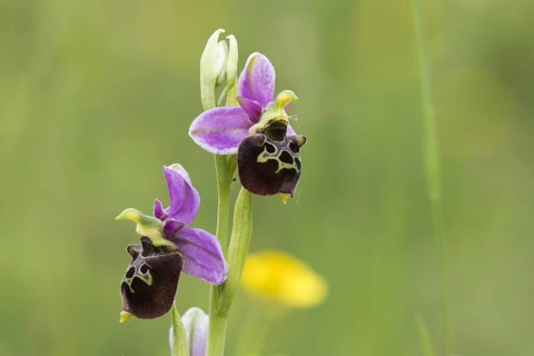 Flowers of the Late spider-orchid (Ophrys fuciflora)