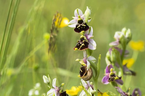Flowers of the Late spider-orchid (Ophrys fuciflora)