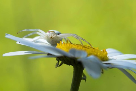 Goldenrod crab spider (Misumena vatia) in lurking position on daisy flower