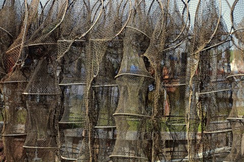 Fish traps