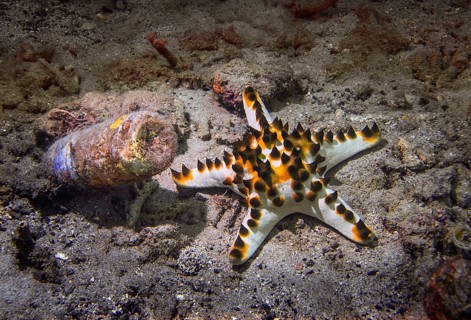 Knotted roller starfish (Protoreaster nodosus)