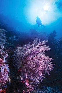 Knotted fan coral (Melithaea ochracea) with divers