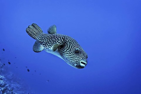 Reticulated Pufferfish (Arothron reticularis) Wakatobi Dive Resort