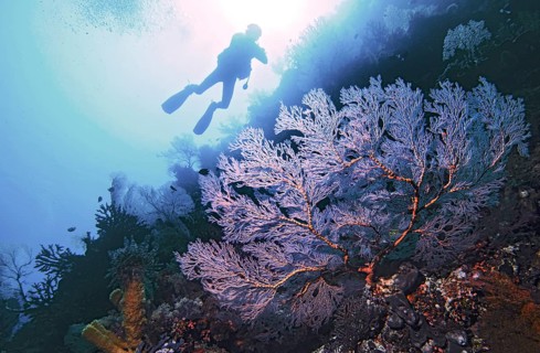 Knotted fan coral (Melithaea ochracea) with diver