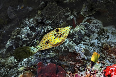 Filefish (Eubalichthys mosaicus)