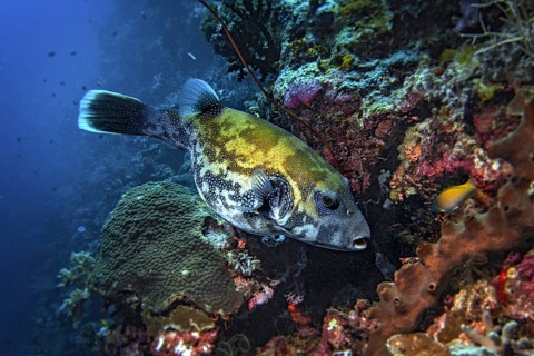 Spotted pufferfish (Arothrom caeruleopunctatus)