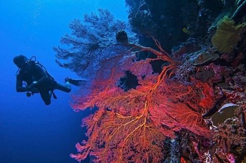 Red knotted sea fan (Melithaea ochracea)