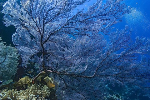 Knotted fan coral (Melithaea ochracea) with diver