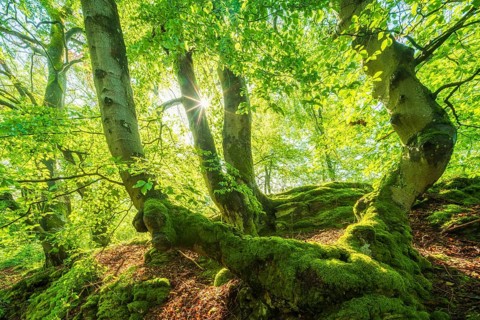 Sunny beech forest in spring