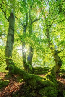 Sunny beech forest in spring