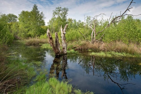Rewetted bog