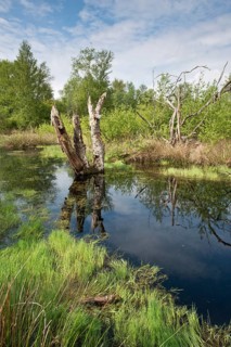 Rewetted bog
