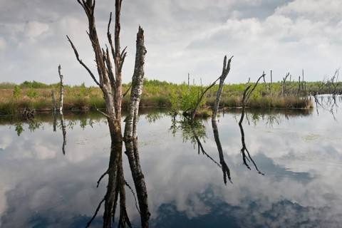 Rewetted bog