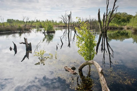 Rewetted bog