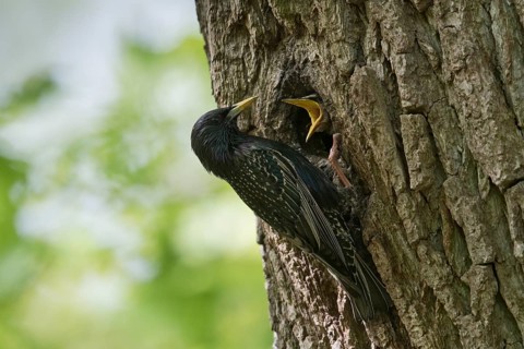 Starling (Sturnus vulgaris)